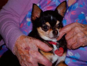 Therapy Chihuahua