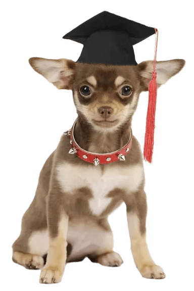 Graduation Chihuahua stud