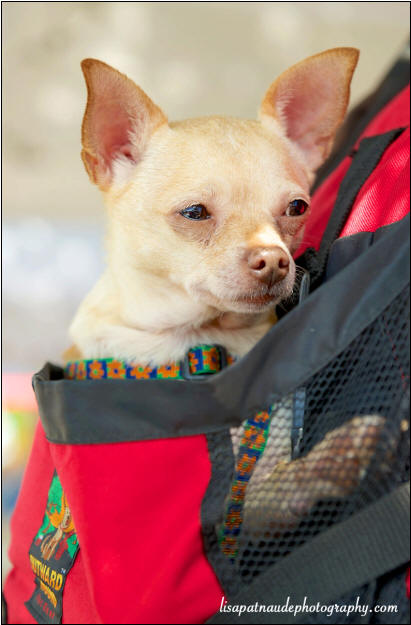 Yankee chihuahua hot sale rescue